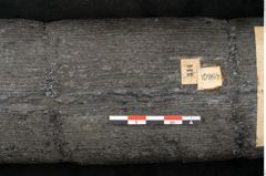 Foto (Detailansicht) von Calamites communis Ettingshausen (NHMW-GEO-2024-0188-10968)